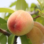 くだものは肥満、血糖値によくないか?