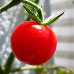 くだもの、冷やした方が甘くなるもの、変わらないもの