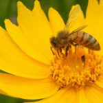 ハチ刺されの応急処置、冷やすか温めるか?